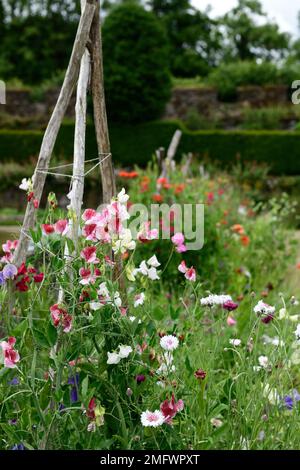 Lathyrus, Zuckererbsen, Sweet Pea, Stativ, Zuckerrohr, Stöcke, Wigwam, Bambus, Support, Wachsen, Wachsen, Anlagen unterstützt, Frame, Frames, Sommer, Jahrbücher, Kletterer Stockfoto