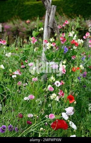 Lathyrus, Zuckererbsen, Sweet Pea, Stativ, Zuckerrohr, Stöcke, Wigwam, Bambus, Support, Wachsen, Wachsen, Anlagen unterstützt, Frame, Frames, Sommer, Jahrbücher, Kletterer Stockfoto