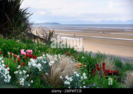 Rosa und rote Tulpen, Erysimum cheiri, Cheiranthus cheiri Elfenbeinfarben, englische Wallflower, Wallblumen, Duft, Duft, Blume, Blüte, Blüte Stockfoto