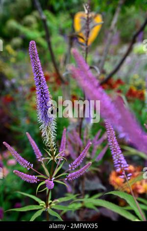 Hummeln füttern, Hummeln füttern auf Veronicastrum virginicum Lavendelturm, Veronicastrum virginicum Lavendelturm, Culver's Root, Lavendellila fl Stockfoto