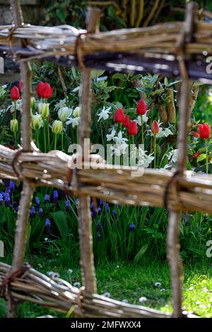 Weidenzaun, Weidenzaun, Kehlzaun, Kehlzaun, gewebter Zaun, gewebte Zäune, Tulpen, Narzissen, Frühling im Garten, Frühling im Hüttengarten, R Stockfoto