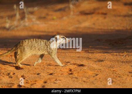 Erdmännchenbaby (Suricata suricatta) durchquert die Wüste von links nach rechts. Nahaufnahme von Tierporträts. Kalahari, Südafrika Stockfoto