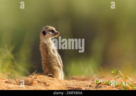 Erdmännchen (Suricata suricatta) sitzt aufrecht und schaut zum Horizont. Nahaufnahme von Tierporträts. Kalahari, Südafrika Stockfoto