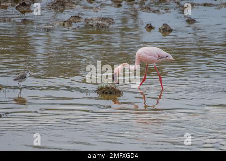 Flamingos im afrikanischen Nationalpark Stockfoto