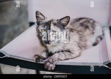 Eine traurige schwarze Katze liegt auf einer Bank im Garten. Katze mit grünen Augen. Süße und traurige Katze. Stockfoto