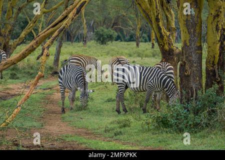 Wildes afrikanisches Zebra Stockfoto