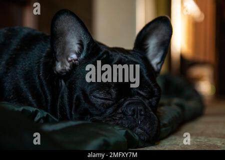 Der verschlafene französische Bulldogge liegt auf dem Bodenporträt Stockfoto