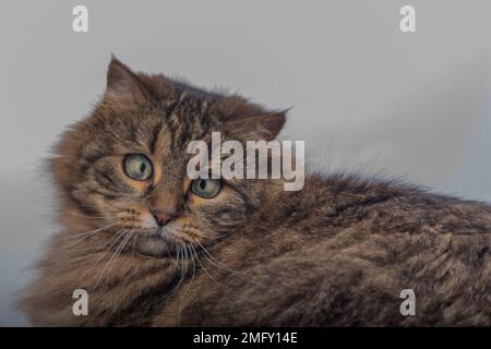 Braune Katze mit grünen Augen auf weißem Boden in einem hellen weißen Raum Stockfoto