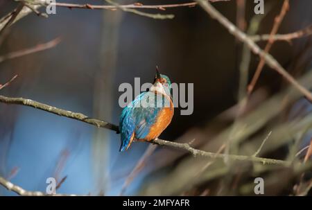 Kingfisher, alcedo, im Frühling auf einem Zweig in großbritannien Stockfoto