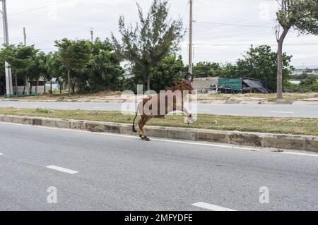 Eine Kuh, die mitten auf der Straße in Phan Rang Vietnam spaziert Stockfoto