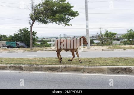 Eine Kuh, die mitten auf der Straße in Phan Rang Vietnam spaziert Stockfoto