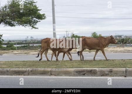 Kühe, die mitten auf der Straße in Phan Rang Vietnam spazieren Stockfoto