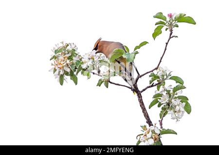 Ein Zedernwachs, hoch oben auf einem Apfelbaum, der seine Blüten frisst, weißer Hintergrund Stockfoto