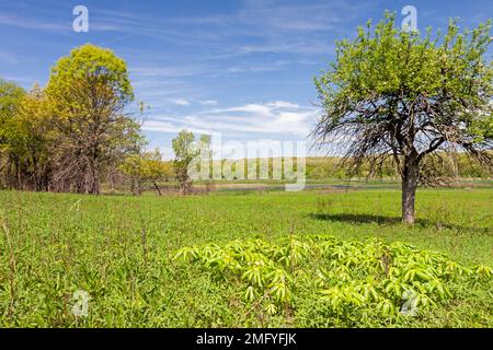 Im Frühling blühen die Mayapples in einer offenen Prärie eines Waldes unter blauem Himmel. Stockfoto