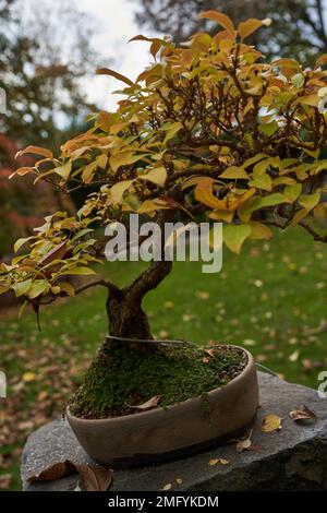 Prag, Tschechische Republik - 17. Oktober 2022 - der japanische Garten im Prager Botanischen Garten. Ausstellung von Bonsai an einem Herbstnachmittag Stockfoto