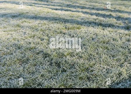 Frostiges Gras auf einem Rasen am Albert Embankment, London Stockfoto