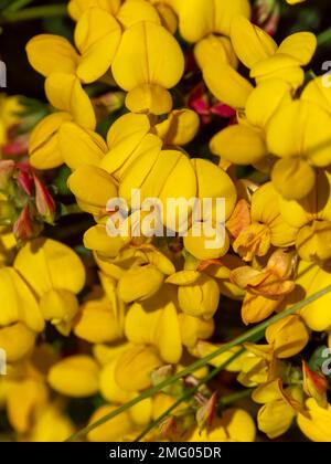 Viele Blumen mit gelben Blütenblättern. Blumen der Ulex. Die Pflanze blüht. Gelbe Blütenblätter Stockfoto