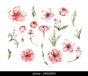 Aquarell-Illustration mit pinkfarbenen Blumenelementen. Handgezeichnete Blüten mit Aquarell auf einem weißen isolierten Hintergrund. Perfekt für die Hochzeit Stockfoto