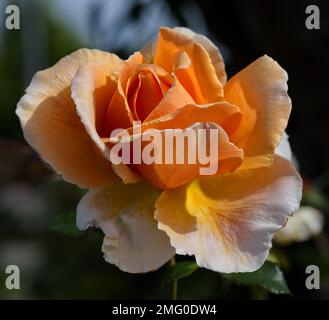 Nahaufnahme einer David Austin Rose Stockfoto