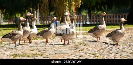 Gruppe von Hausgans (Anser anser domesticus) in freier Wildbahn in Buenos Aires in einem öffentlichen Park Stockfoto