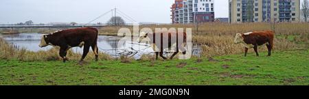 Drei Hereford-Kühe laufen eine hinter der anderen auf den Überschwemmungsgebieten des Flusses Vecht. Hardenberg, eine Stadt in den Niederlanden, ist im Hintergrund zu sehen Stockfoto