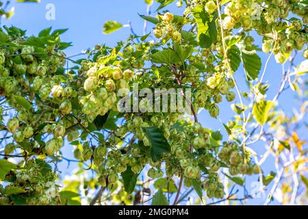 Hopfenzapfen (Humulus lupulus) in wilder Form auf einem Busch im Herbst Stockfoto