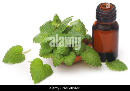 Zitronenmelisse mit extrahiertes ätherisches Öl in einer Flasche Stockfoto