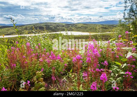 Arktische Landschaften-Blumen Wiese in Alaska in der Sommersaison Stockfoto