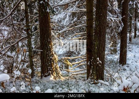 Bory Tucholskie, Wald im Winter, Polen Stockfoto