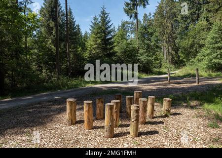 Gruppe kurzer vertikaler Baumstämme im Wald zum Spielen Stockfoto