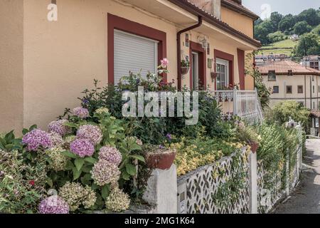 Terrasse voller Hortensien und Blumen und grünen Büschelblättern an der Fassade einer einzelnen Villa in der Stadt Arredondo, Kantabrien, Spanien. Stockfoto