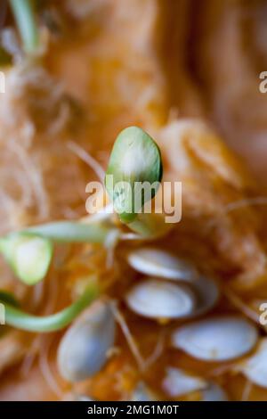 Kürbis Samen keimen und faserigen Strähnen innerhalb schneiden Kürbis. Flache Tiefenschärfe Stockfoto