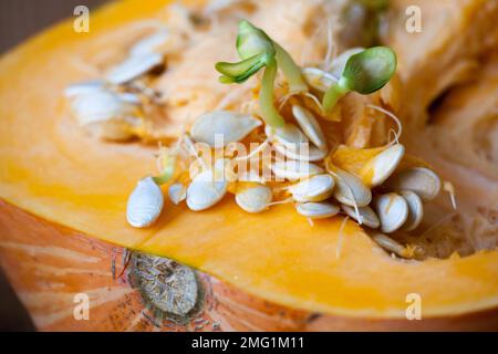 Kürbis Samen keimen und faserigen Strähnen innerhalb schneiden Kürbis. Flache Tiefenschärfe Stockfoto