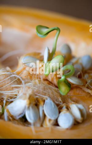 Kürbis Samen keimen und faserigen Strähnen innerhalb schneiden Kürbis. Flache Tiefenschärfe Stockfoto