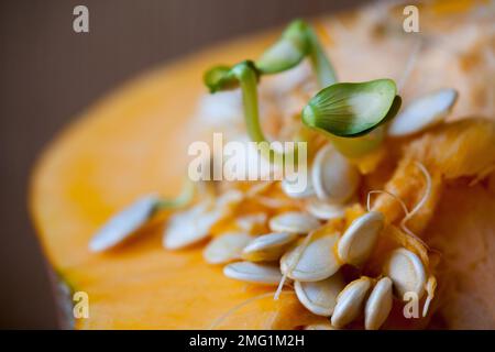 Kürbis Samen keimen und faserigen Strähnen innerhalb schneiden Kürbis. Flache Tiefenschärfe Stockfoto