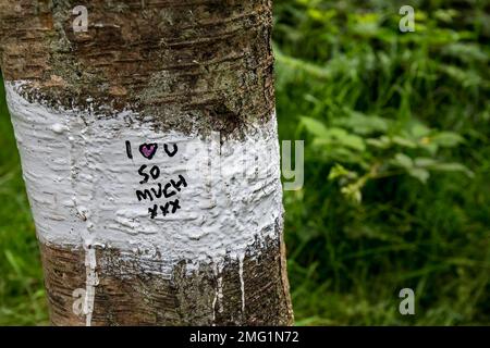 Eine Liebesbotschaft auf einem Baum. Stockfoto