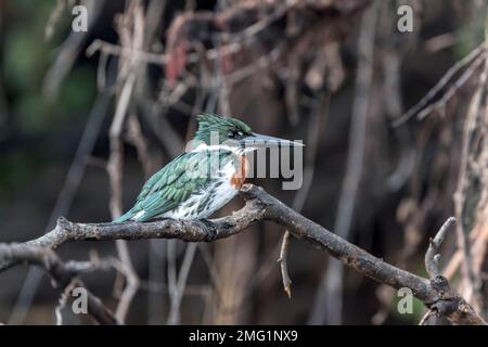 Amazonas-Königsfischer, Chloroceryle-Amazone, alleinstehender Erwachsener, hoch oben auf einem Ast des Baumes über dem Wasser, Costa Rica Stockfoto