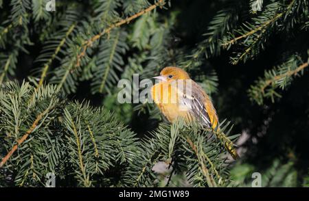 Baltimore-Oriole sitzt im Nadelbaum Stockfoto