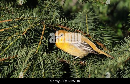 Baltimore-Oriole sitzt im Nadelbaum Stockfoto