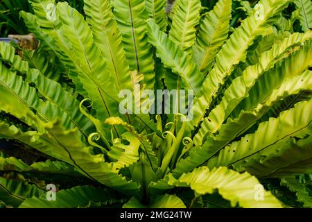 Schöne und frische grüne Pflanzen im Garten, Sri Lanka Stockfoto