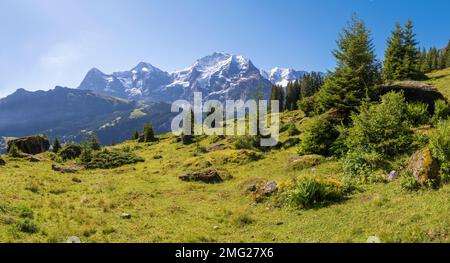 Das Panorama der Berner alpen mit der Jungfrau, dem Mönch und dem Eiger über den almenwiesen. Stockfoto