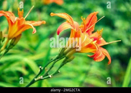 Wunderschöne helle orangefarbene hemerocallis fulva Nahaufnahme in einem heimischen Sommergarten. Taglily ist hellorange vor einem Hintergrund grüner Vegetation. Stockfoto