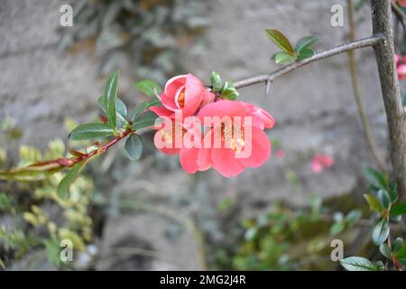 Schöne rosa, sanfte Blütenblätter im selektiven Fokus mit grünen Blättern, Zweigen und Garten im verschwommenen Hintergrund Stockfoto