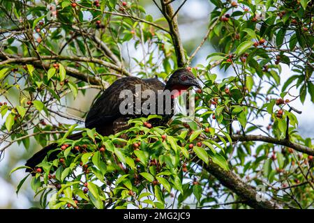 kammguan (Penelope purpurascens), das in den Bäumen im Nationalpark Arenal Volcano, Providencia de Alajuela, Costa Rica, forscht. Stockfoto