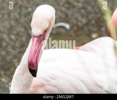 zootiere in deutschland Stockfoto