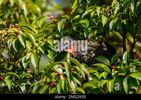 kammguan (Penelope purpurascens), das in den Bäumen im Nationalpark Arenal Volcano, Providencia de Alajuela, Costa Rica, forscht. Stockfoto