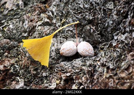 Gelbe Blätter und Früchte von japanischem Baumginko bilboa. Die Frucht ist weich, mit dichter Textur, sehr gesund und reich an Vitaminen. Herbst in Japan. Stockfoto