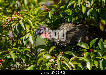 kammguan (Penelope purpurascens), das in den Bäumen im Nationalpark Arenal Volcano, Providencia de Alajuela, Costa Rica, forscht. Stockfoto