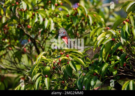 kammguan (Penelope purpurascens), das in den Bäumen im Nationalpark Arenal Volcano, Providencia de Alajuela, Costa Rica, forscht. Stockfoto