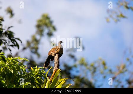 kammguan (Penelope purpurascens), das in den Bäumen im Nationalpark Arenal Volcano, Providencia de Alajuela, Costa Rica, forscht. Stockfoto